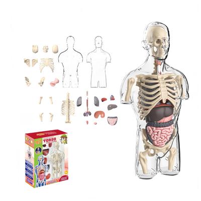 HYEANHLPYE Human Anatomy Model Toy, Human Body Model Toy, Mannequin, Transparent Half-Body with Detachable Organs and Skeleton Model, Disassembly Puzz