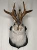 Legend of Antlers Deer Head Wall Mount Resin Decor