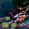 3Pcs/set EVA Foam Aquarium Floating Ring Fish Tank Barrier Ring  for Fish Tank Aquascape Decor