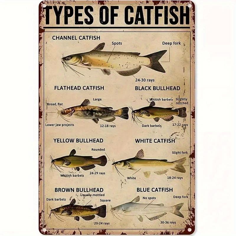 

Vintage Catfish Identification Guide Educational Metal Wall Art for Fishing Enthusiasts Perfect Home Man Cave Cabin aluminum 20x30cm