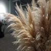 Extra Large Preserved Pampas Grass Bouquet for Nordic Style Decor