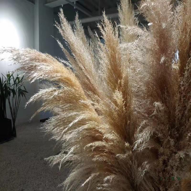Extra Large Preserved Pampas Grass Bouquet for Nordic Style Decor