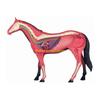 W89C Realistic Horse Organ Model Kid Medical Teaching Toy, Horse Anatomy Model