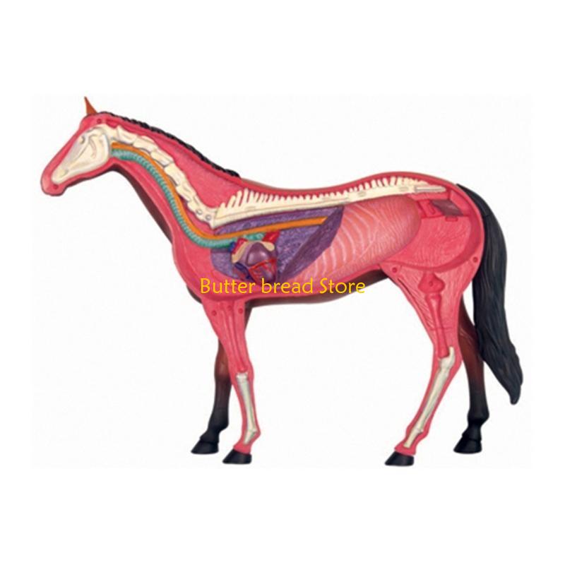 W89C Реалистичная модель органов лошади, Детская медицинская обучающая игрушка, Модель анатомии лошади China Mainland