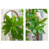 Wood Simulation Artificial Green Plant Green Plant Fake Plant Simulation Plant  Hotel Decoration