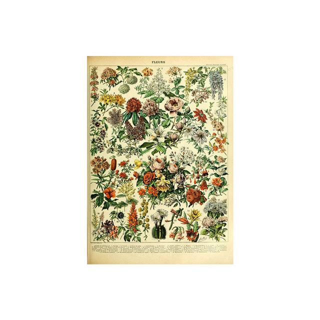 Vintage Vegetable Fruit Botanical Education Poster Mushrooms Chart Drawing Wall Art Canvas Painting for Living Room Decor Quadro