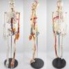 85cm Anatomical Human Skeleton Model with Organs