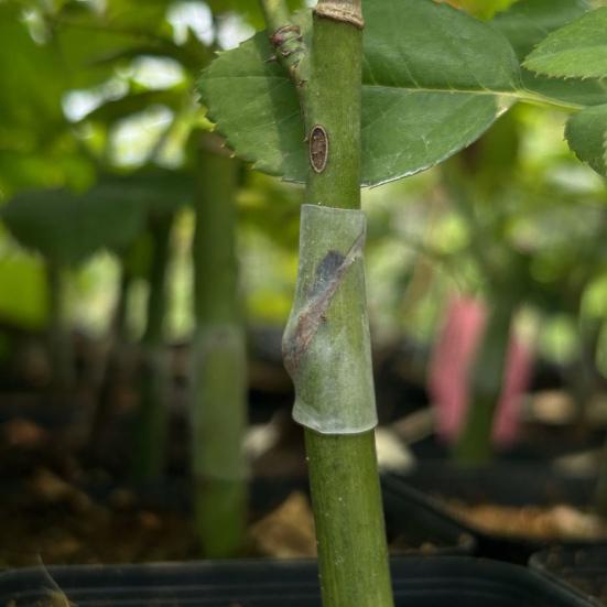 50Pcs Grafting Sleeves for Fruit Trees Soft Elastic Grafting Tubes Rapid Plant Bonding Graft Sleeves