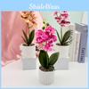 Flower Potted Phalaenopsis Plant For Wedding Home And Decoration Commercial