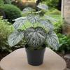 Faux Potted Plant Realistic Artificial Green Plant Long-lasting Potted Monstera Plant