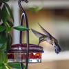 Kolibri Futterspender Runde Auslaufsichere Futterwanne Vogel Futterspender Für Draußen Für Frauen Mama Kolibri Liebhaber Garten Beobachtung
