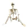 Halloween Skeleton  90cm Halloween Human Shape Posable Human Shape Bones Halloween Herror Decorations Haunted House Horror Props
