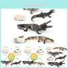 Realistic Pvc Crocodile Growth Cycle Model For Educational Display And Collectibles