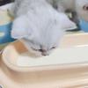 Anti Scattering Long Cat Food Bowl Anti Overturning Cat Long Single Dish  Kitten