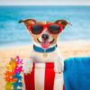 Dog Collar Pendant Durable Pet Tag for 5Pcs Adorable Dog Id Tags