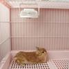 Durable USB Powered Pet Cooling Fan Long Battery Life Silent Cage Ventilation Fan Adjustable Speed Bird Cage Fan Indoor Pet Cage