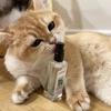 20ML Cat Joy Spray Natural Material Herbal Catnip Spray Cat Entertainment Relaxation Spray Pet Supplies