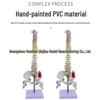 45CM Colorful Human Spine Model: Includes Vertebral Column, Pelvis, Femur, Coccyx, Lumbar, and Cervical Vertebrae for Chiropractic Use.