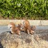 Outdoor Squirrel Sculpture for Garden, Lawn, and Tree Decor