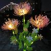 Solar Powered Pink Spider Lily LED Garden Stake Lights (2-Pack)