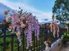 Golden Shower Flower Row Wedding Arch - Outdoor Wall Hanging Decoration