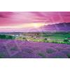 EPOCH 1000-Piece Jigsaw Puzzle: Lavender Furano - Hokkaido (50x75cm) 09-052s, includes glue, spatula