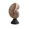 Coastal Decorative Figure with Textured Finish and Fixed Base for Bedroom Shelf and Study Display Indoors Daily Use