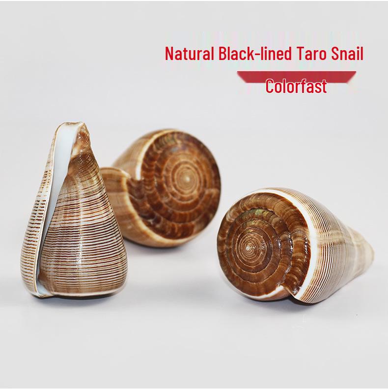 Natural Seashell Conch Home Decoration - Medium & Large Conches for Fish Tank Landscaping.
