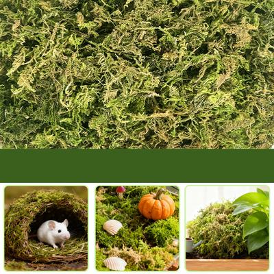 Natural Green Moss for Plants Indoor, Dried Forest Real Moss for Crafts, Artificial Fairy Gardens, Floral Design, Home Decor