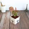 Good Luck Air Purifier Pink Syngonum Plant In White Square Aroez Ceramic Pot | Indoor Plant for Living Room | Home & Office Decor
