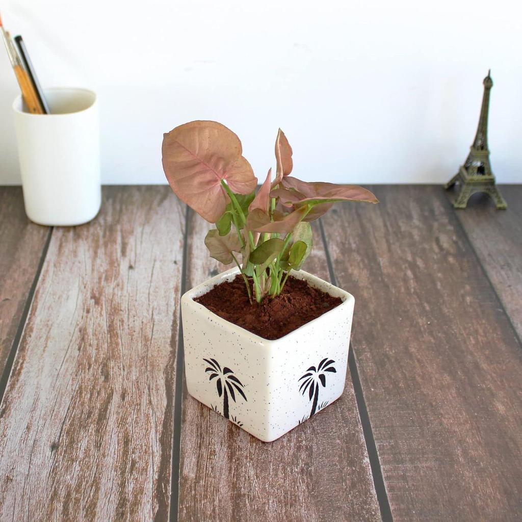 Good Luck Air Purifier Pink Syngonum Plant In White Square Aroez Ceramic Pot | Indoor Plant for Living Room | Home & Office Decor