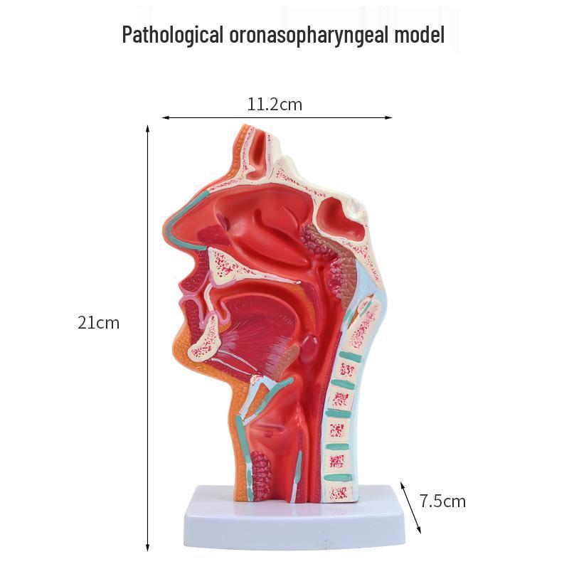 Human Nasal Cavity & Pharynx Anatomical Model - ENT Teaching Tool