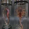 Alien Kreatur Glasbehälter LED Beleuchtet Alien Dekoration Gothic Gruselig Tischdekoration für Halloween Party Sci-Fi Fans Geschenk
