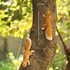 Resin Simulation Squirrel Pendant, Hanging Ornament for Garden, Flower Pot & Balcony