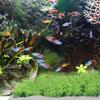 10Pcs Stainless Steel Wire Mesh Pad for Aquarium Water Grass Plants Fixed Net Rustproof Tear Resistant DIY Moss Carpet Net