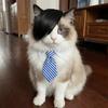 Funny Pet Side Bangs Creative Dog Wig Fashion Cat Headdress Pet Party