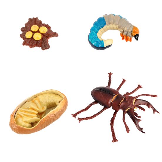 Simulation Insect Model Butterfly Growth Cycle Figurine Kids Educational Toy