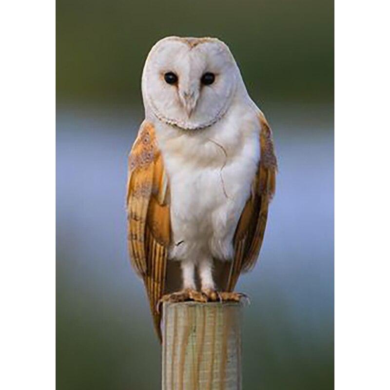 New 5D DIY Diamond Painting Eagle Diamond Embroidery Animals Cross Stitch Full Round Drill Crafts Home Decor Manual Gift