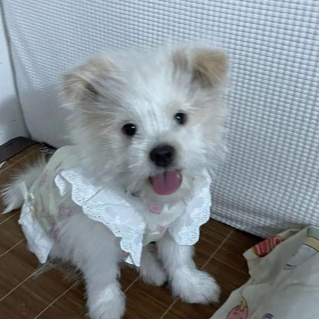 Pet Lace Camisole Printed Vest Cute Dress Teddy Home Clothes Cat Toddler Camisole Skirt Puppy Clothes Cooling Vest for Dog