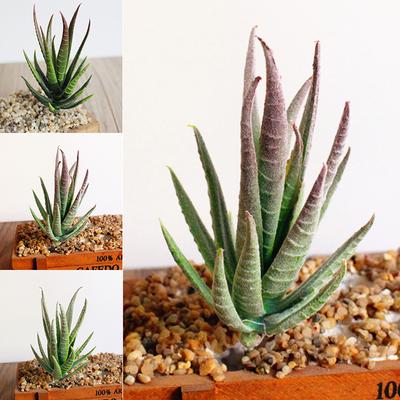 Artificial Plant Diy Fake Aloe Home Room Decoration Pvc Optional Types