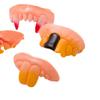 10PCS Dentures Toy Funny Realistic Plastic Teeth Decoration Props for Cosplay Costume Party Shows