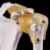 W89C Functional Anatomical Life Size Human Anatomy Skeleton Shoulder Joint Bone Muscl