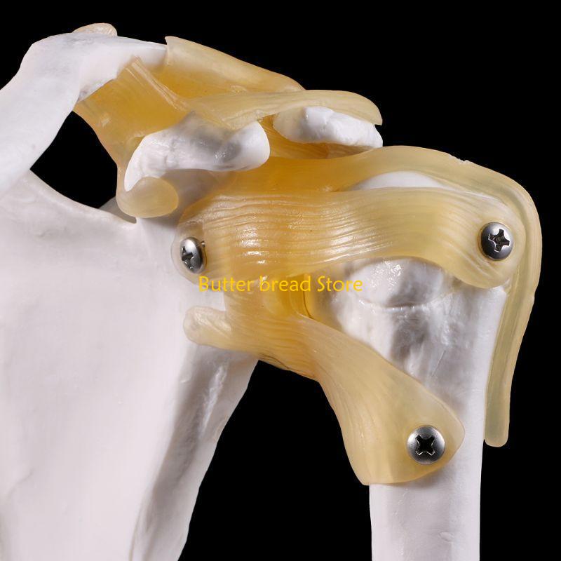 W89C Functional Anatomical Life Size Human Anatomy Skeleton Shoulder Joint Bone Muscl