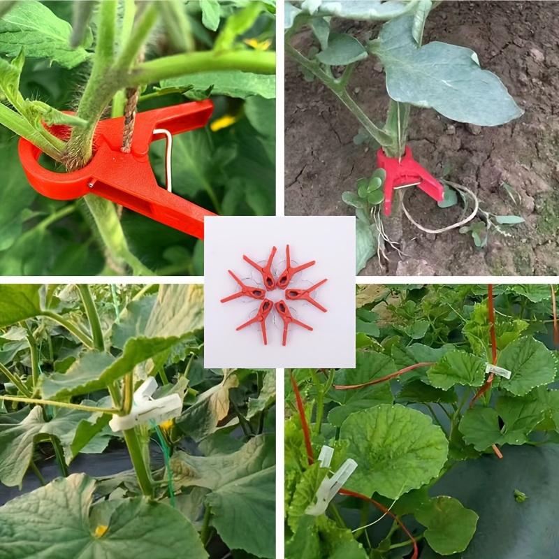 50pcs Grafting Clips Round Square Mouth Grafting Clips For Cucumber Watermelon Eggplant Tomato Seedlings Gardening Accessories