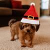 Pet Show Red Pet Christmas Hat Warm Knitted Pet Headwear Cute Dog Decorative Cap Christmas