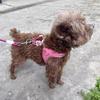 Spring Summer Cat Puppy Harness Wear Simple Mesh Breathable Outdoor Pet Dog Walking Supplies Chihuahua Corgi Saddle Chest Straps