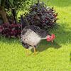 Chicken Garden Stakes Ornaments Garden Insert Yard Lawn Decoration Yard Signs