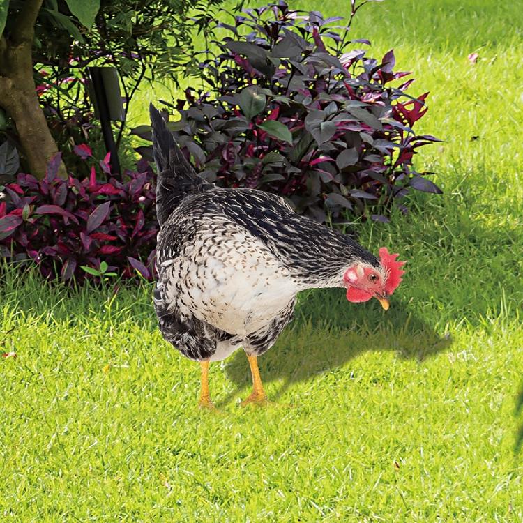 Chicken Garden Stakes Ornaments Garden Insert Yard Lawn Decoration Yard Signs