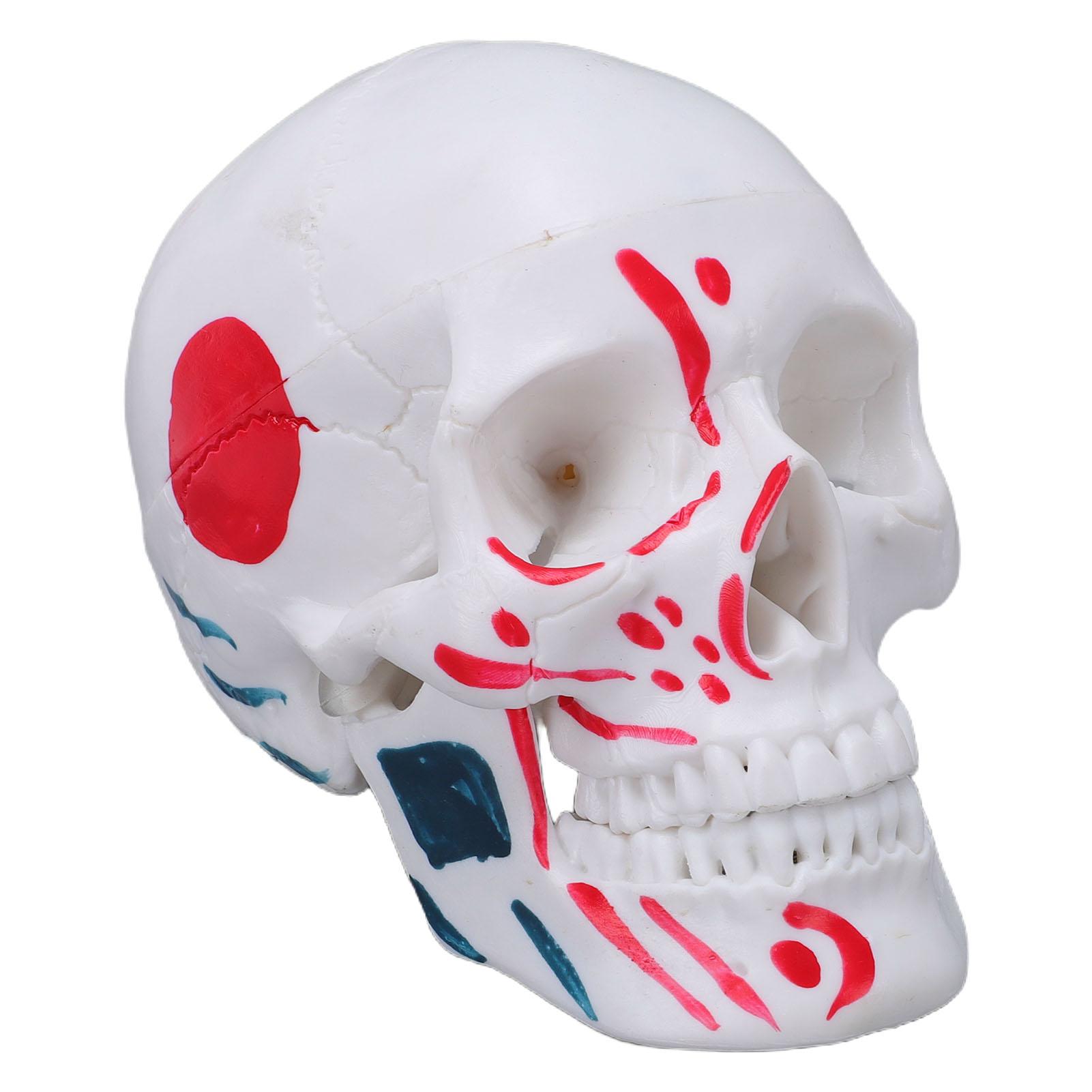 1 2 Size Human Skull Anatomical Model PVC Anatomy Skull Model for Teaching Learning Presentation