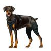Adjustable Dog Legs Brace Prevents Wounds and Provide Warmth for Recovery Against Licking Assists In Healing Brace